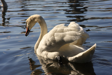 Swan