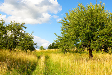 Fototapeta premium Wild Nature - Landscape