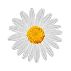 White Daisy