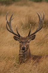 Naklejka na ściany i meble Deer z anters, siedzi w trawie