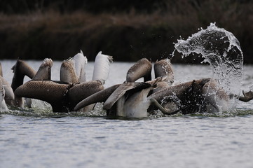 Pelican's hunting
