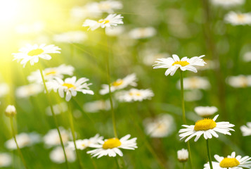 Camomile field.