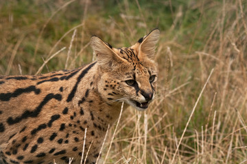 Serval cat appearing hesitant