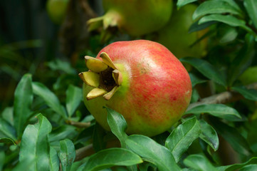 Pomegranate fruit on the tree