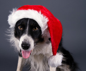 sheepdog in Santas hat