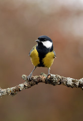 Obraz premium Carbonero