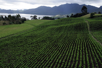 Green sown field against a lake