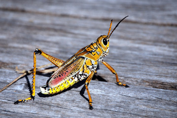 Grasshopper on Deck