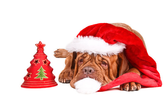 Santa Dog with Christmas Tree
