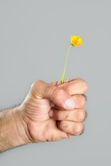 Concept and contrast of hairy man hand and flower