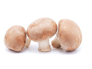 mushrooms on white background