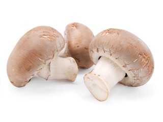 mushrooms on white background