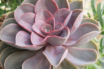 echeveria