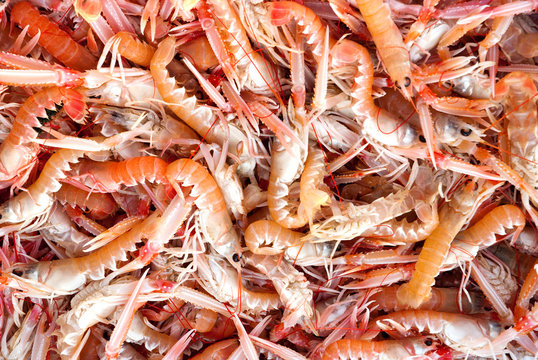 langoustine vivante