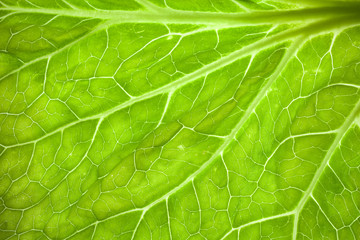 macro of a green leaf. full frame
