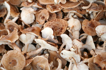 Shitake Mushrooms