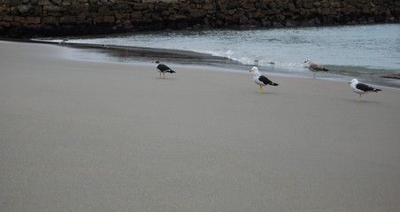seagulls looking in same direction