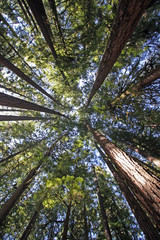 Bis in die Baumspitzen