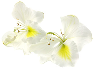 Fototapeta na wymiar bauhinia fleurs blanches fond blanc