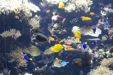 exotic fishs swimming in water