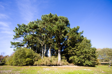 view around a lake in brittany
