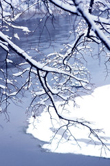 tree in frost next to the river