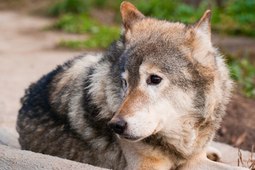 Wolf in Moscow zoo
