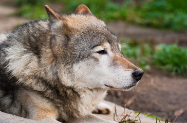 Naklejka na ściany i meble Wolf in Moscow zoo