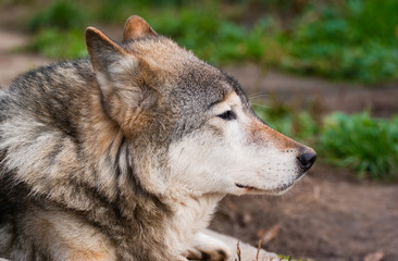 Wolf in Moscow zoo