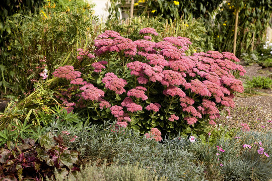 Pink kolanhoe flower in autumn park