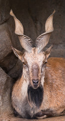 Markhor in Moscow zoo