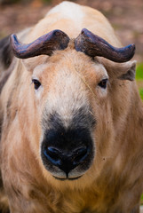 Sichuan-Takin (Budorcas taxicolor tibetana) in moscow zoo