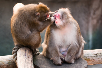 Japanese Macaque in Moscow zoo