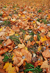 Close-up wide angle shot of fallen leaves