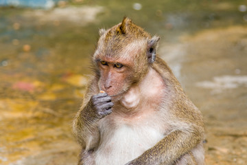 Macaque monkey