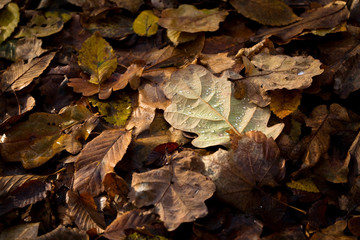 Blatt mit Tropfen im Herbst