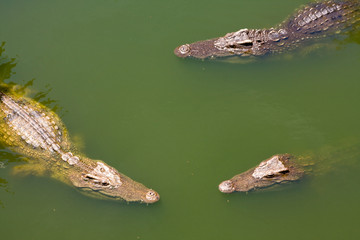 Crocodile