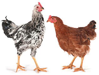 Young chicken and rooster
