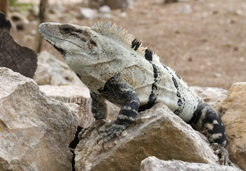Mexican Lizard