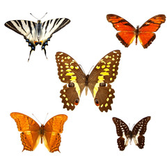 Naklejka premium Colored butterflies isolated on white