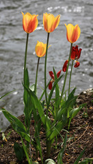 Rotgelbe Tulpen am Wasser