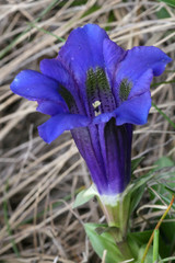 Blauer Enzian (Gentiana Clusii)