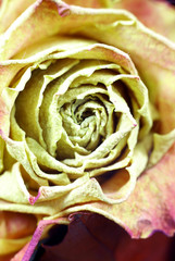 suszona róża © GKor