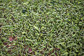 new fresh green tea closeup