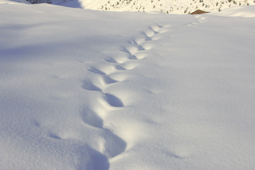 Spuren im Pulverschnee