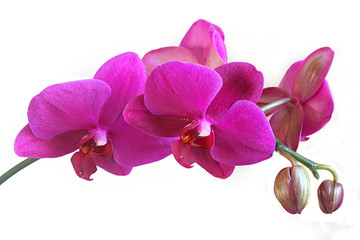 Tige orchidée Phalaenopsis violet avec boutons