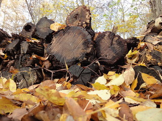 gefällte Baumstämme