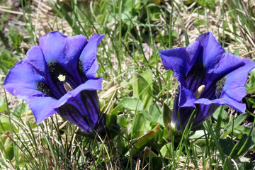 Blauer Enzian