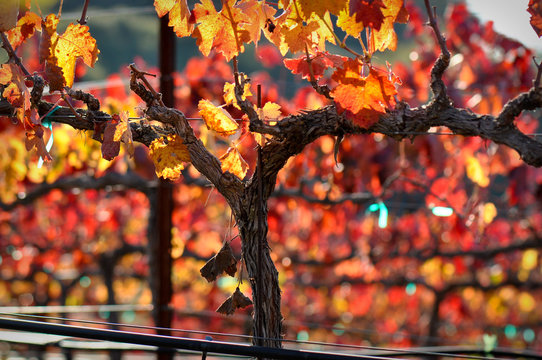 Vine