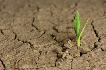 Life beginning on wasteland